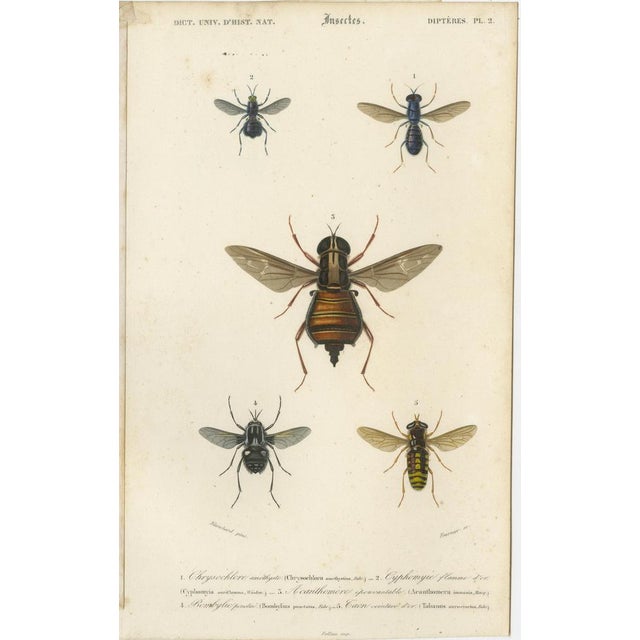 Mid 19th Century D'Orbigny, Flies and Hymenoptera Insects, 1861, Prints, Set of 5 For Sale - Image 5 of 7