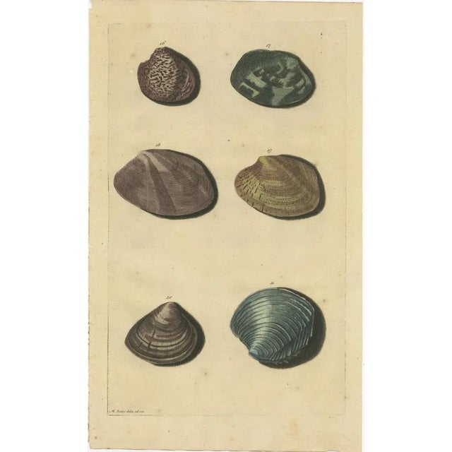 François Valentyn, Sea Shells and Molluscs, 1726, Paper, Set of 2 For Sale - Image 3 of 9