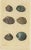 François Valentyn, Sea Shells and Molluscs, 1726, Paper, Set of 2 For Sale - Image 3 of 9
