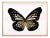 Butterfly Royale, Black 2 Framed Artwork For Sale