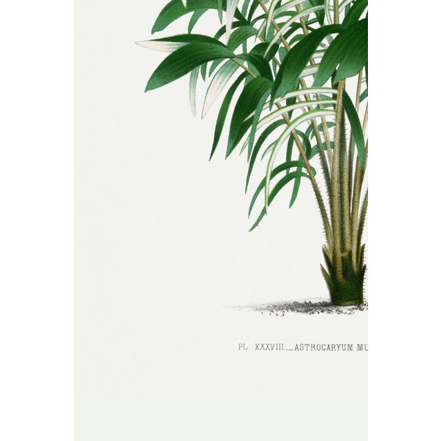 Green Vintage Palm Tree Illustration, Botanical Art Print Reproduction, 24" X 36" For Sale - Image 8 of 9
