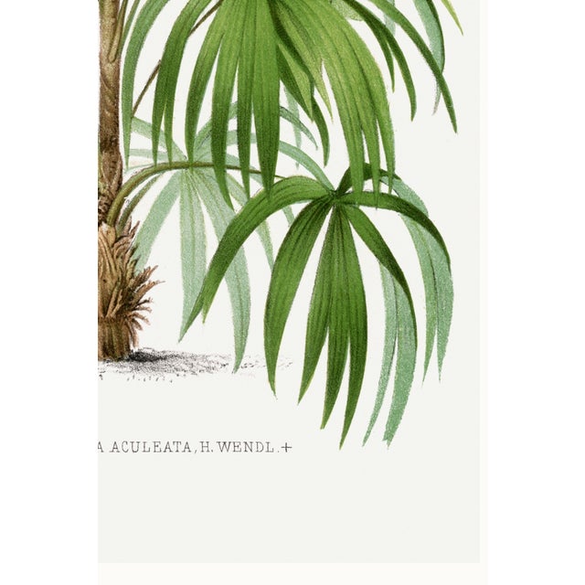Vintage Palm Tree Illustration, Botanical Art Print Reproduction, 40" X 60" For Sale - Image 9 of 9