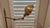 The Robert Abbey "Ant Bee" (Model 1873) pharmacy lamp was manufactured in the early 2000s, specifically around 2003. While...
