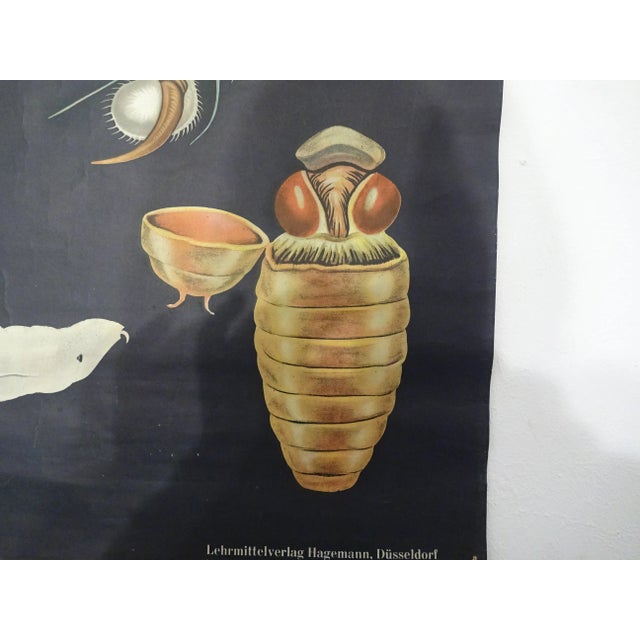 Austrian Educational Charts from Jung, Koch & Quentell, 1960s, Set of 4 For Sale - Image 16 of 18