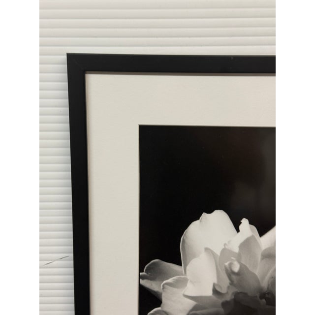 Jess Johnston Photograph, Framed For Sale - Image 12 of 12