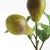 Pear Picks 9.5" St/4 For Sale In Chicago - Image 6 of 7