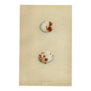 1890s, Hawk Bird Egg Print, Original Antique Egg Print, Engraving, England