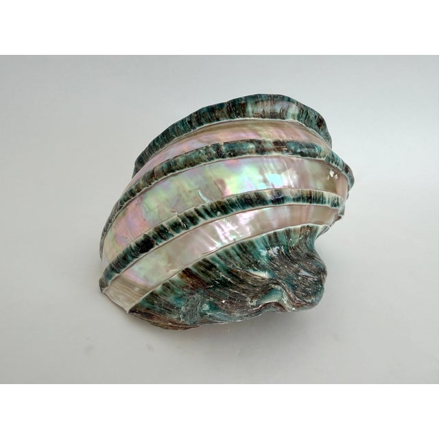 Mid 20th Century Rare Turbo Marmoratus Shell For Sale - Image 5 of 9