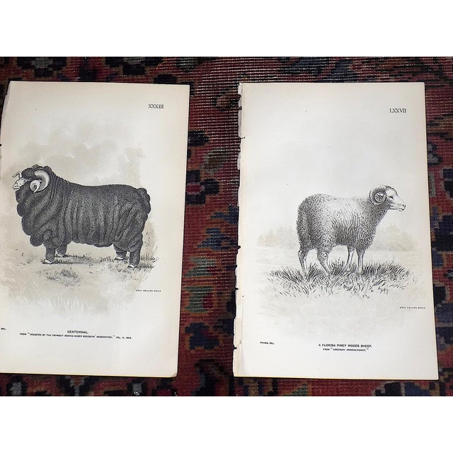 Authentic Antique 19th Century Sheep Stone Lithographs - Set of 12 For Sale In Cincinnati - Image 6 of 9