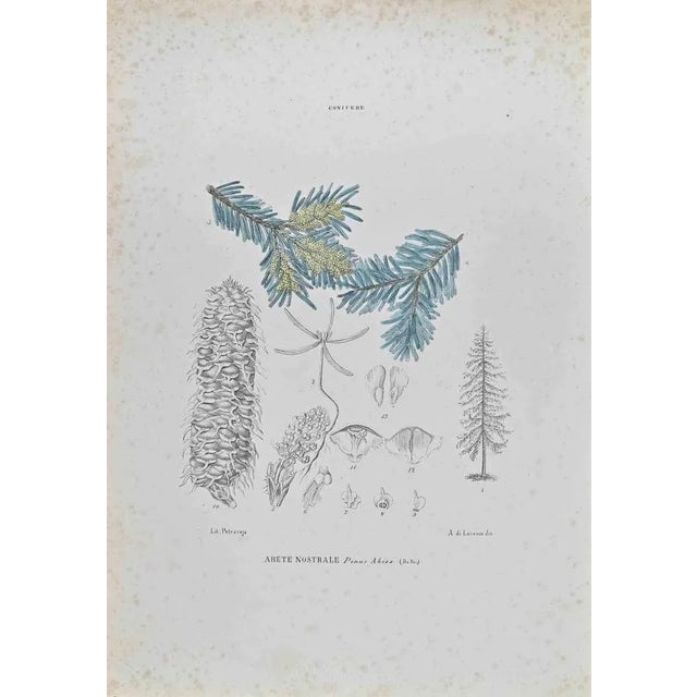 Lithograph hand watercolored. Belongs to the Series "Atlante di Botanica popolare ossia Illustrazione di Piante Notevoli...