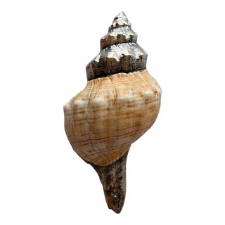 1990s Partially Silvered Ruzzetti & Gow Listers Conch Sea Shell, Made in Italy For Sale