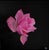 Beautiful pink rose blooming in the summer time. This piece is attributed to the mentioned designer/maker. It has no...