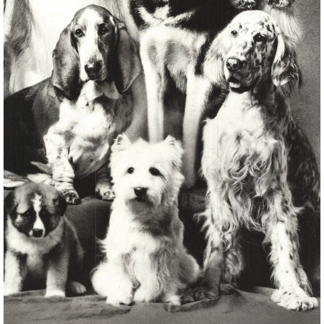 1989 Howard Bernman 'Family of Dog' Photography Offset Lithograph For Sale - Image 4 of 5