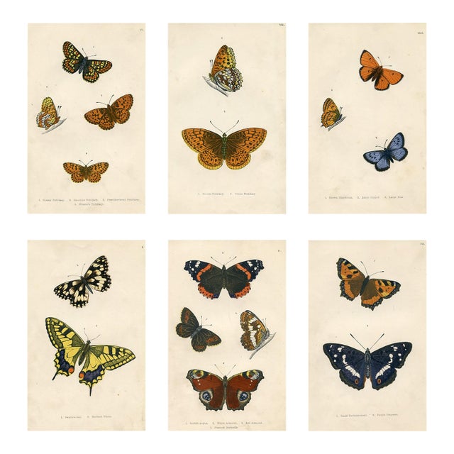 1870s, Antique Butterfly Prints, Set of 6, Original Antique Engravings, Hand Colored, England For Sale