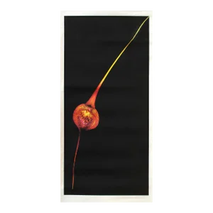 Single Spotted Orange Flower, Jonathan Singer, Photography
