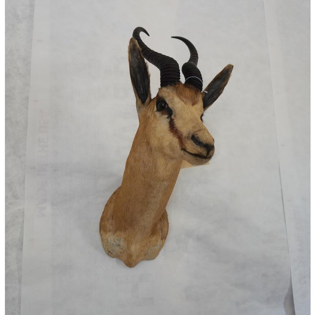 Animal Skin Springbuck Taxidermy Mount Bust Head For Sale - Image 7 of 15