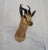 Animal Skin Springbuck Taxidermy Mount Bust Head For Sale - Image 7 of 15