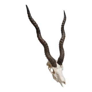 Vintage Blackbuck Skull + Horns For Sale