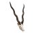 Vintage Blackbuck Skull + Horns For Sale