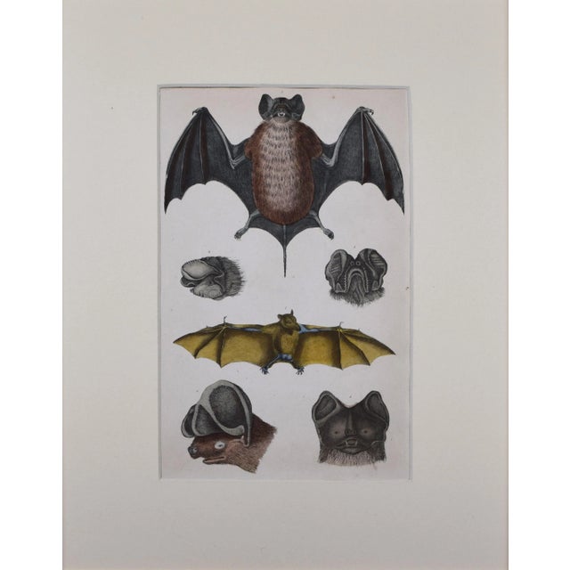 19th Century, hand colored bat engraving published by A. Fullarton & Co., London for "A History of the Earth and Animated...