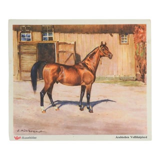 Antique 1904 Ernst Kuhlbrandt Arabian Horse Print For Sale