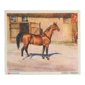 Antique 1904 Ernst Kuhlbrandt Arabian Horse Print