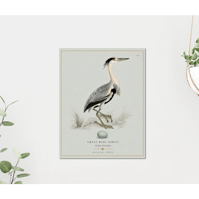 Illustration William Lewin 1789 Waterbirds Fine Art Gallery Board Print - The Blue Heron For Sale - Image 3 of 9