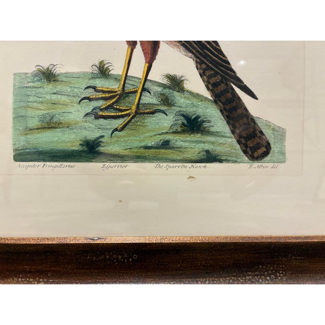 English Late 20th Century Antique-Style Sparrow Hawk Hand-Colored Natural History Bird Print, Framed For Sale - Image 3 of 4