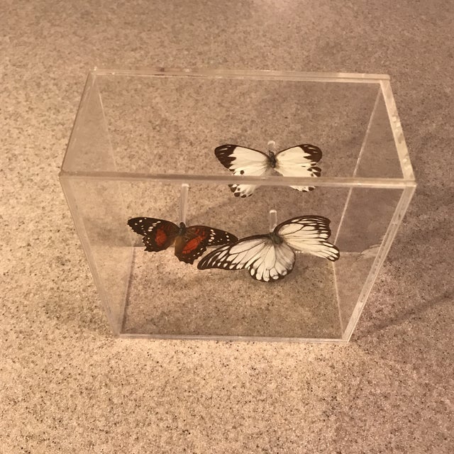 Vintage Butterfly Specimen in Lucite Display Case Chairish
