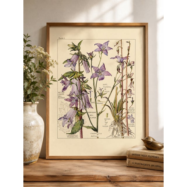Bell Flowers Plate 1, Vintage Botanical Art Print Reproduction, 20" X 30" For Sale In Buffalo - Image 6 of 12