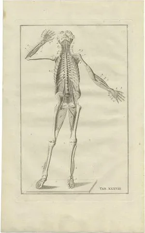 Bartolomeo Eustachi, Anatomy Illustration of the Human Skeleton, 1798, Print