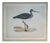 Oversized Ballard Designs Audubon Style Coastal Shorebird Prints – A Pair For Sale - Image 9 of 16