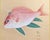 "Red Snapper", Heisei Era Japanese Watercolor Painting For Sale - Image 4 of 17