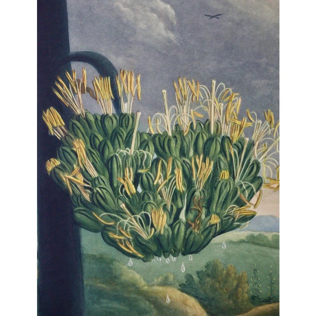 Realism Agave or American Aloe: A Framed Hand-Colored Engraving From Robert Thornton, 1811 For Sale - Image 3 of 8