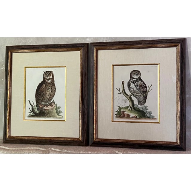 English 18th Century Hand Colored Engravings by George Edwards, Set of 2 For Sale - Image 3 of 12