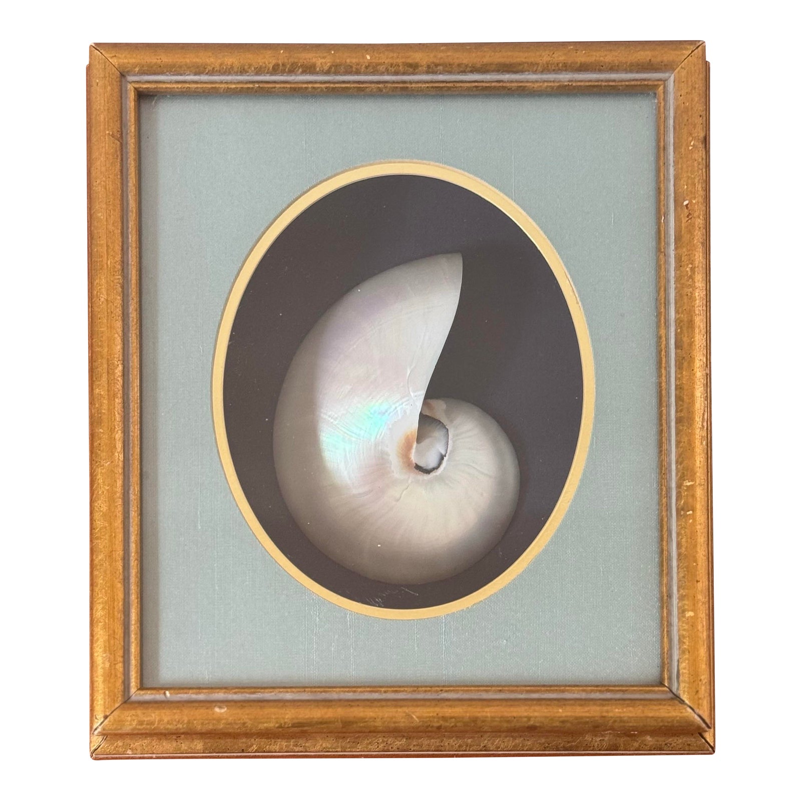 Framed Nautilus Shell Shadowbox – Vintage Coastal Specimen Display in ...