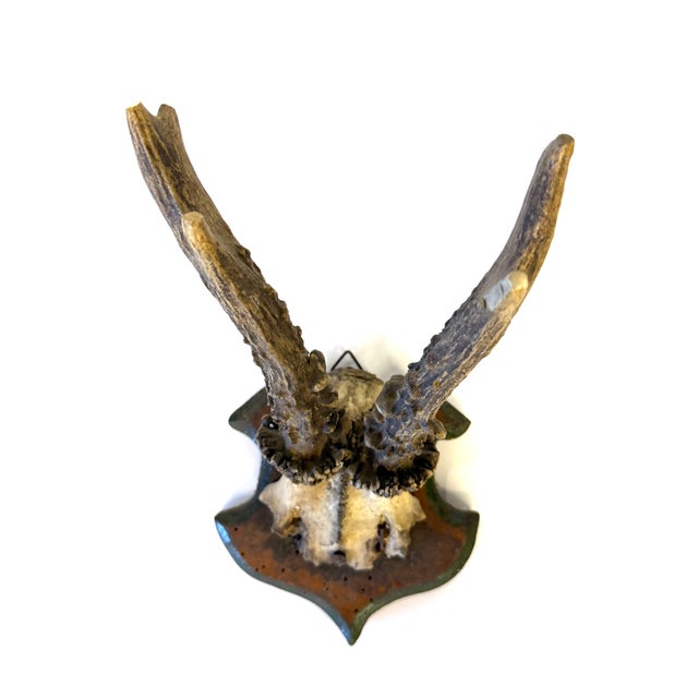 Vintage German Roe Deer antlers mounted on a hand carved wood plaque which appears to be quite an old one although there...