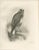 Lilian Marguerite Medland, Three British Raptors: Buzzards and Adult Goshawk, 1908, Photogravure, Set of 3 For Sale - Image 4 of 10