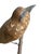 1930s Wood Carved Austrian Bird 77 For Sale - Image 4 of 5
