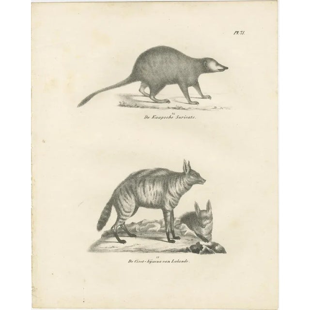 19th-century lithograph of the cape meerkat and lalande’s civet hyena this detailed 19th-century lithograph showcases two...