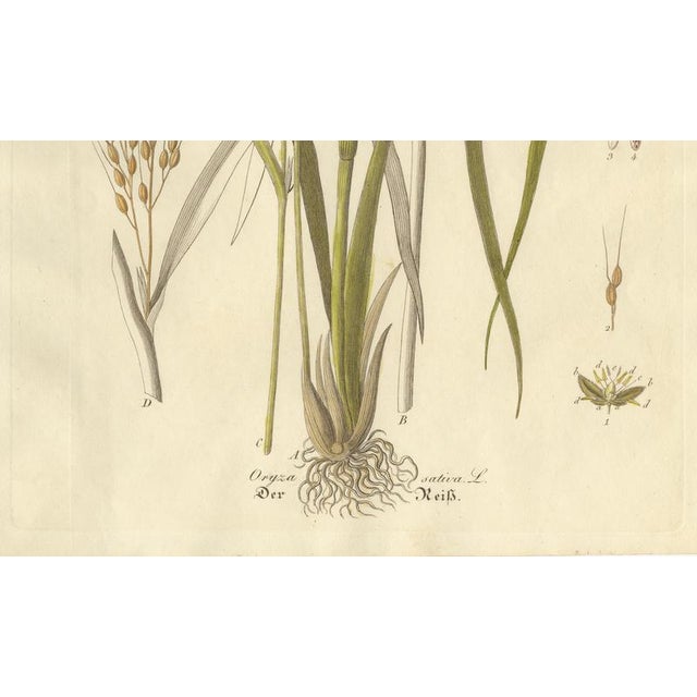 Antique Rice Botanical Print Oryza Sativa, 1831 For Sale - Image 5 of 10