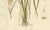 Antique Rice Botanical Print Oryza Sativa, 1831 For Sale - Image 5 of 10