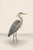 Great Blue Heron Coastal Study, Neutral Bird Wall Art Print, 24″ × 36″ Reproduction For Sale