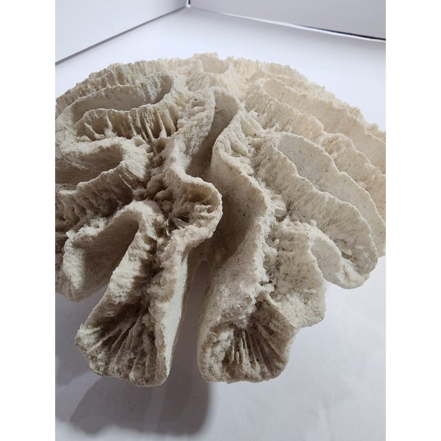 Antique Natural Brain Coral Specimen For Sale - Image 4 of 6