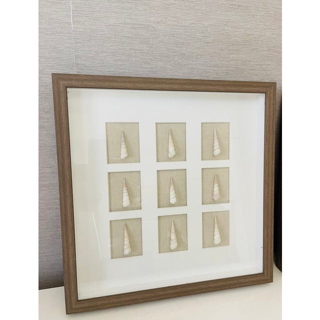 Pair of Sea Shell installations. In. Shadow box frames, with windows on a linen base.