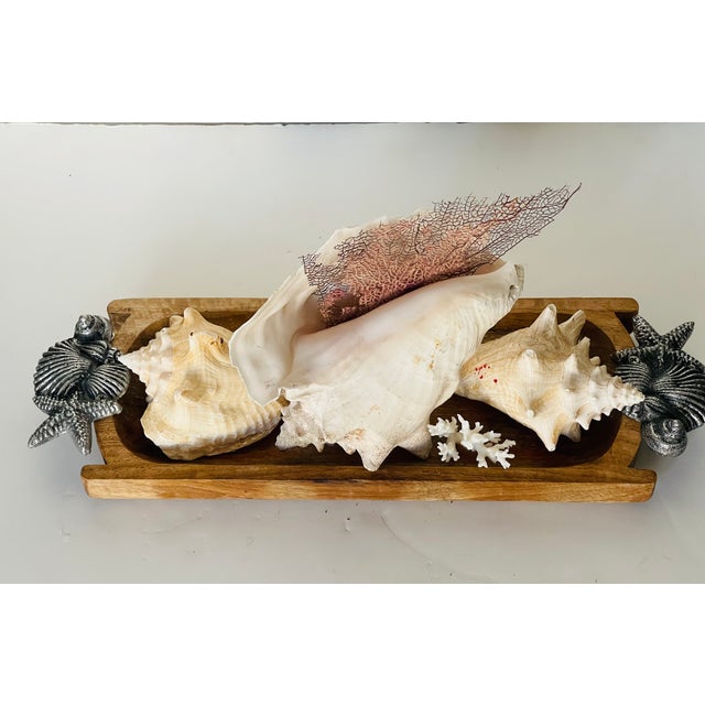 Coastal Antique Large Sea Shells Arrangement on Wooden Tray For Sale - Image 3 of 4