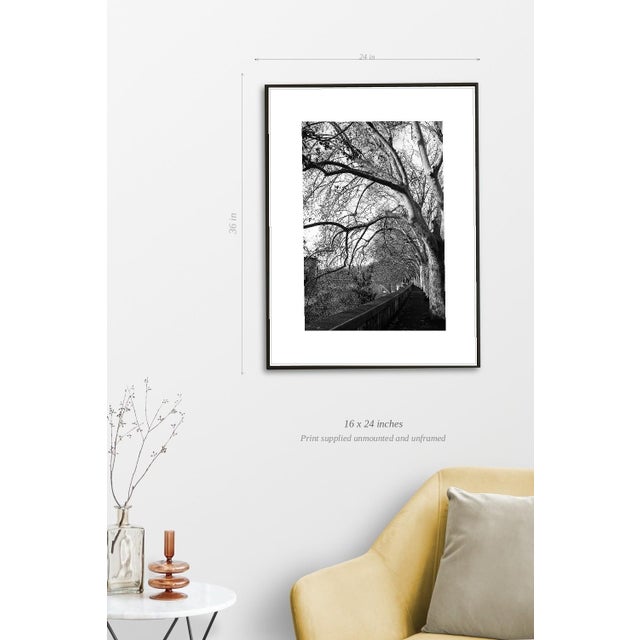 Paul Cooklin, Treeline, River Tiber, Rome, Edition of 50 For Sale - Image 4 of 7
