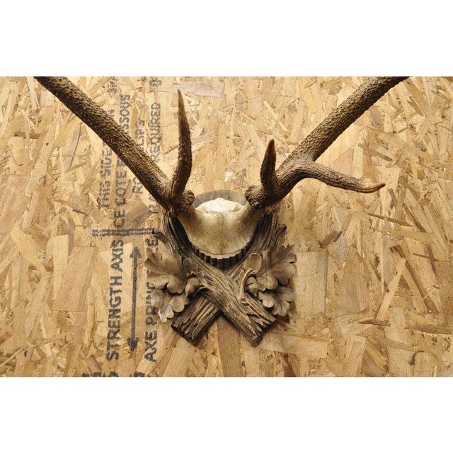 Rustic Antique Black Forest Victorian Wall Mounted Taxidermy Large Deer Skull & Antlers For Sale - Image 3 of 17