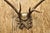 Rustic Antique Black Forest Victorian Wall Mounted Taxidermy Large Deer Skull & Antlers For Sale - Image 3 of 17
