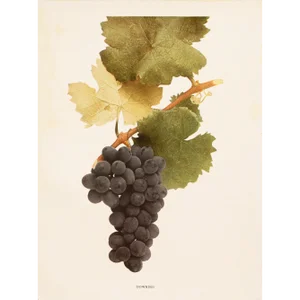 1900s U. P. Hedrick, Original Antique Photogravure of Downing Grapes